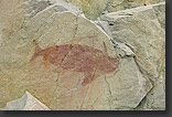 Photo: ancient paintings of Medano
