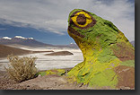 Photo: desert art in Chile
