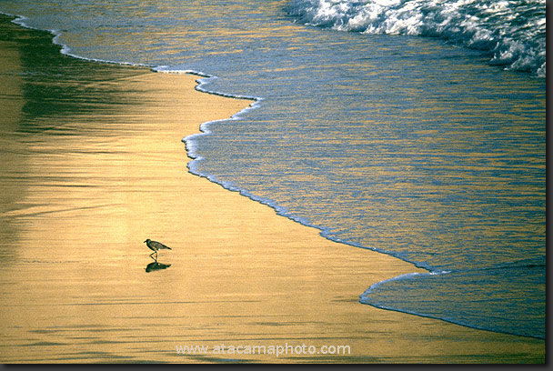 photo: bird on sunset beach, atacama