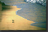 Photo: beach Antofagasta