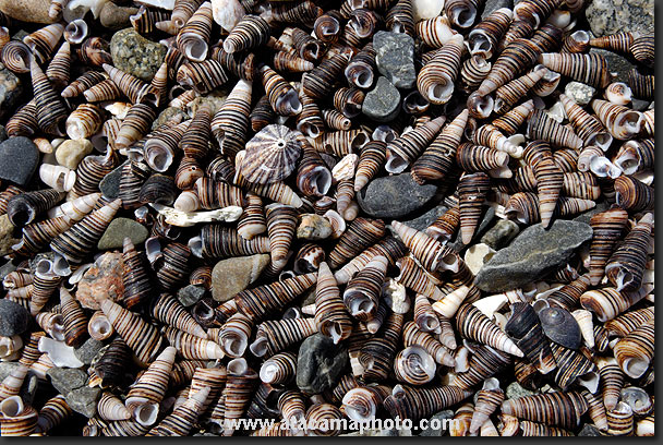 photo: sea shells on a beach