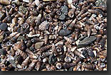 photo: seashells Atacama desert coast