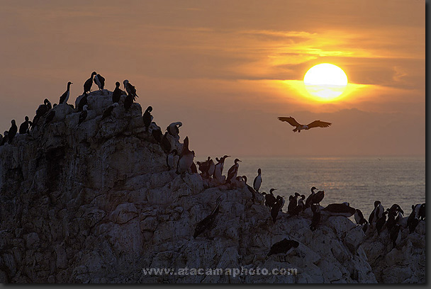 photo: sunset with seabirds