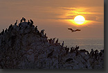 seabirds at the Pacific Coast with sunset