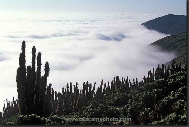 photo: coastal clouds in the desert