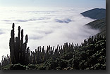 desert coastal fog