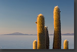 Photo: Cardon cacti in Salar de Uyuni, Bolivia
