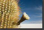Photo: Cardon cactus flower