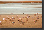 photo: flamingos feeding in Red Lagoon
