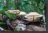 mushrooms