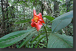 Flower: Hot Lips