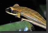 Rocket Tree Frog