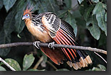 Hoatzin