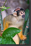 Brown Capuchin