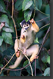 Capuchin monkey