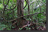 Amazon jungle
