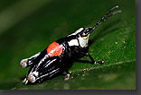 grass hopper