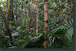 Amazon jungle in Bolivia