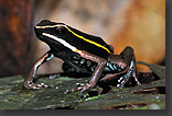 photo: poisonous tree frog