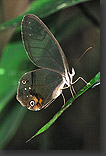 photo: Glass wing butterfly