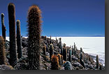 Photo: Cardon Cacti at Salar de Uyuni