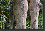 Keipok trees