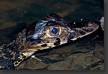 photo: Black Caiman