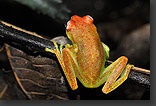 tree frog