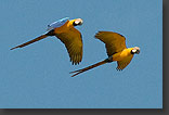 Macaw