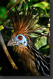 Hoatzin