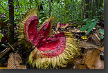 photo: rain forest