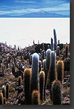 Photo: Salar de Uyunu