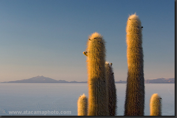 photo: Cardon cactus in Salar de Uyuni