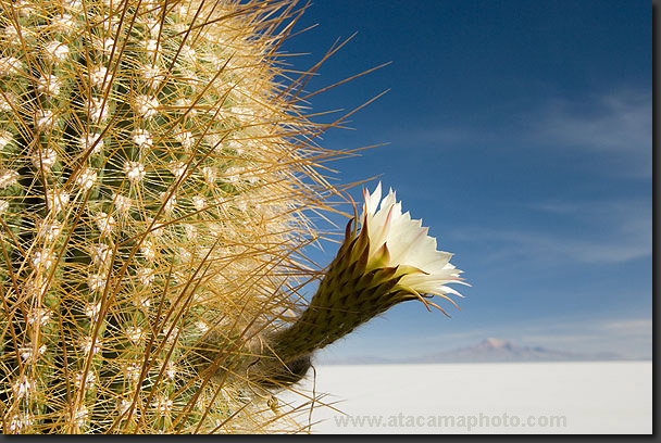 photo: Echinopsis atacamensis flower