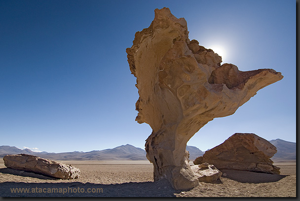 photo: Arbol de Piedra