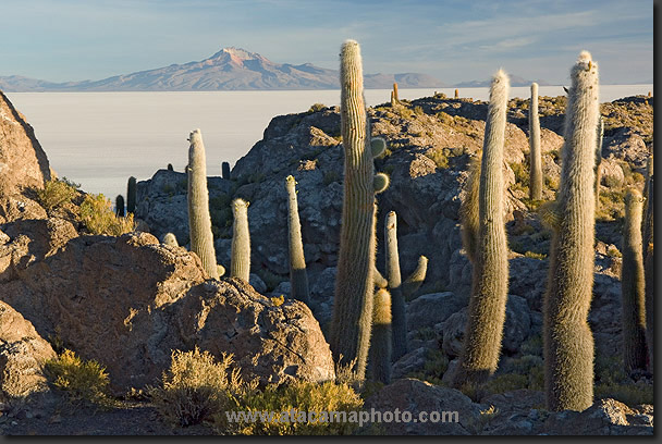 photo: giant column cacti in Bolivia