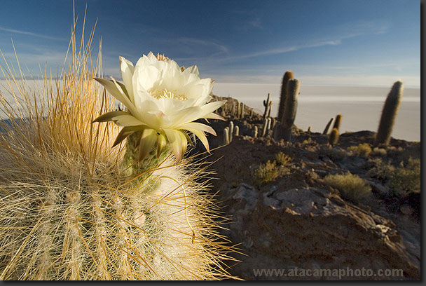 photo: Echinopsis atacamensis blooming