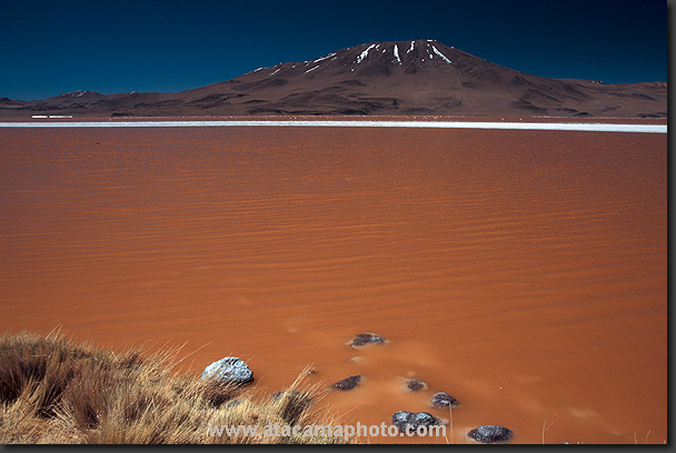 photo: Laguna Colorada in Bolivia