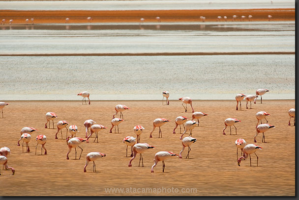 photo: Puna Flamingos in Laguna Colorada