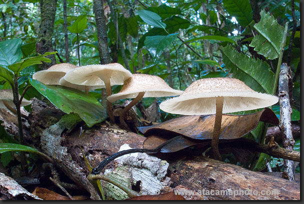 mushrooms