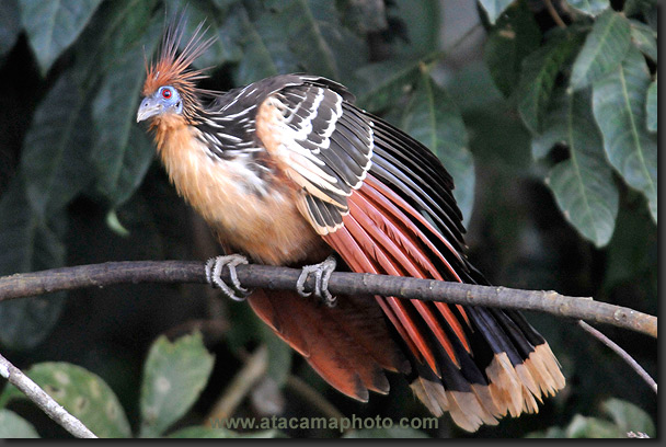 Hoatzin