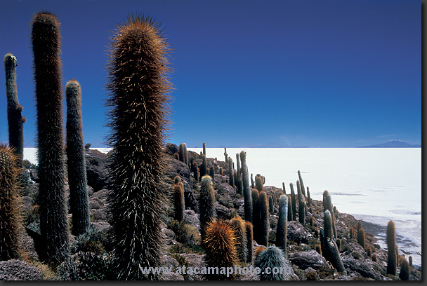Photo: Isla del Pescado, Uyuni