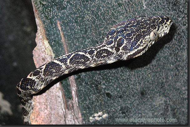 Amazon Tree Boa