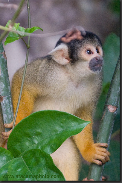 Brown Capuchin Monkey