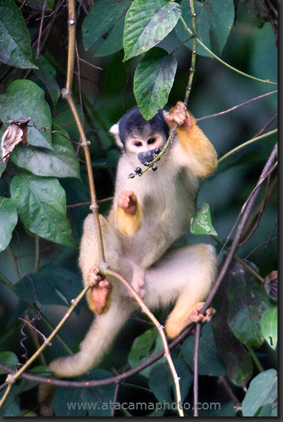 Brown Capuchin