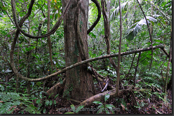 Amazon rainforest