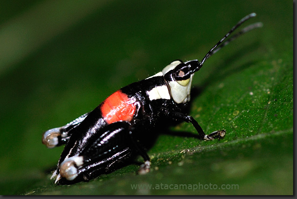 grass hopper