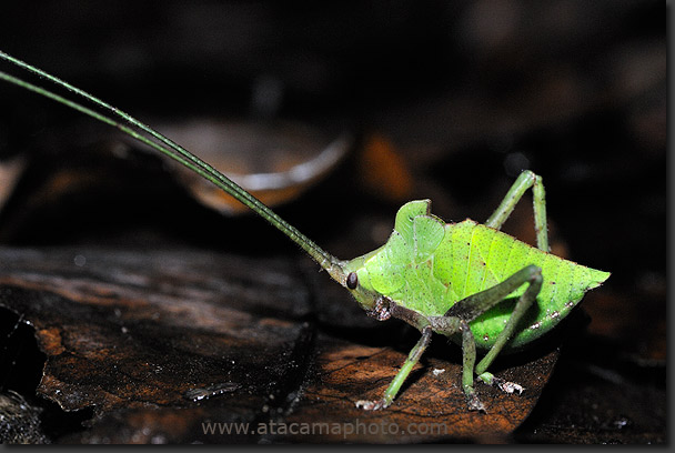 Leaf Katydid