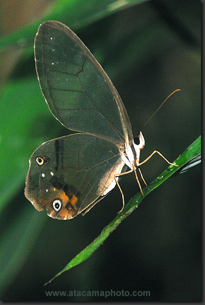 Glasswing Butterfly