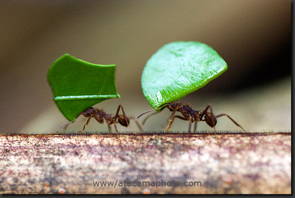 leaf cutter ants